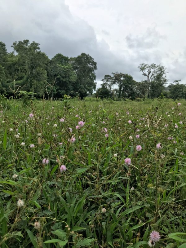 Finca Mi Sueño - Tropical Edge